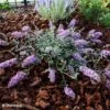 Buddleia Free Petite Lavender Flow - Arbre Aux Papillons -Promos Jardin Bulbes Magasin Buddleja Free Petite Lavender Flow 100416 1
