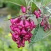 Buddleja Colvilei - Arbre Aux Papillons -Promos Jardin Bulbes Magasin Buddleja colvilei 82653 2