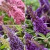 Buddleja Davidii Butterfly Candy Trio Little Purple, Litttle Pink, Little Lila - Arbres Aux Papillons Nains -Promos Jardin Bulbes Magasin Buddleja davidii Butterfly Candy Trio Little Purple Litttle Pink Little Lila Arbres aux papillons nains copyright plantipp 19000 1