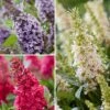 Buddleja Davidii Butterfly Candy Trio Little Sweetheart, White, Little Ruby - Arbres à Papillons Nains -Promos Jardin Bulbes Magasin Buddleja davidii Butterfly Candy Trio Little Sweetheart White Little Ruby Arbres a papillons nains copyright plantipp 190010 1 1