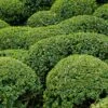 Buis - Buxus Microphylla Faulkner 2 Buis - Buxus Microphylla Faulkner -Promos Jardin Bulbes Magasin Buxus microphylla Faulkner 84797 1