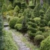 Buxus Sempervirens Arborescens - Buis Commun -Promos Jardin Bulbes Magasin Buxus sempervirens Arborescens 100393 1