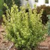 Buxus Sempervirens Golden Dream - Buis Commun 2 Buxus Sempervirens Golden Dream - Buis Commun -Promos Jardin Bulbes Magasin Buxus sempervirens Golden Dream 100392 1