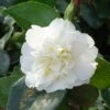 Camélia D'automne - Camellia Sasanqua Waterfall White -Promos Jardin Bulbes Magasin CAMELIA SASANQUA WATERFALL WHITE 4 5L 153451 1