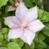Clématite - Clematis Caroline -Promos Jardin Bulbes Magasin CLEMATIS CAROLINE 67804 1