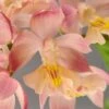 Calanthe Arizona Dream - Orchidée Vivace -Promos Jardin Bulbes Magasin Calanthe Arizona Dream Orchidee vivace IF 18958 1
