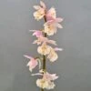 Calanthe Pink & Cream - Orchidée Vivace -Promos Jardin Bulbes Magasin Calanthe Pink Cream Orchidee vivace IF 18955 1