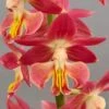 Calanthe Red Sunset - Orchidée Vivace -Promos Jardin Bulbes Magasin Calanthe Red Sunset Orchidee vivace IF 18957 1