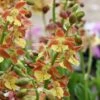Calanthe Tricarinata - Orchidée Vivace -Promos Jardin Bulbes Magasin Calanthe tricarinata 5032 1