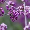Callicarpa Bodinieri Liebespaar - Arbuste Aux Bonbons -Promos Jardin Bulbes Magasin Callicarpa bodinieri Liebespaar Arbuste aux bonbons copyright 17887 1