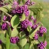 Callicarpa Bodinieri Magical Deep Purple -Promos Jardin Bulbes Magasin Callicarpa bodinieri Magical Deep Purple copyright 18286 1
