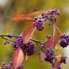 Callicarpa Bodinieri Magical Purple Giant -Promos Jardin Bulbes Magasin Callicarpa bodinieri Magical Purple Giant copyright 18287 1