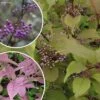 Callicarpa Dichotoma Cardinal - Arbuste Aux Bonbons -Promos Jardin Bulbes Magasin Callicarpa dichotoma cardinal IF 17278 1