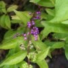 Callicarpa Dichotoma - Arbuste Aux Bonbons -Promos Jardin Bulbes Magasin Callicarpa dichotoma copyright 871291 1