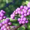 Callicarpa Japonica - Arbuste Aux Bonbons Du Japon 2 Callicarpa Japonica - Arbuste Aux Bonbons Du Japon -Promos Jardin Bulbes Magasin Callicarpa japonica 87130 1