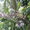 Callicarpa Kwangtungensis -Promos Jardin Bulbes Magasin Callicarpa kwangtungensis 78202 1