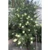 Callistemon Citrinus Albus - Rince Bouteille Blanc -Promos Jardin Bulbes Magasin Callistemon citrinus Albus 89604 1
