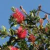 Callistemon Citrinus Splendens - Rince-bouteille -Promos Jardin Bulbes Magasin Callistemon citrinus Splendens 83511 1