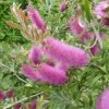 Callistemon Salignus Perth Pink - Rince Bouteille -Promos Jardin Bulbes Magasin Callistemon salignus Perth Pink Rince bouteille IF 16229 1