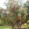 Callistemon Viminalis - Rince-bouteille -Promos Jardin Bulbes Magasin Callistemon viminalis 83245 1