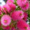 Callistemon Viminalis Bright Pink - Rince Bouteille Pleureur -Promos Jardin Bulbes Magasin Callistemon viminalis Bright Pink 87060 1