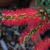 Callistemon Viminalis Captain Cook - Rince-bouteille -Promos Jardin Bulbes Magasin Callistemon viminalis Captain Cook 87062 1