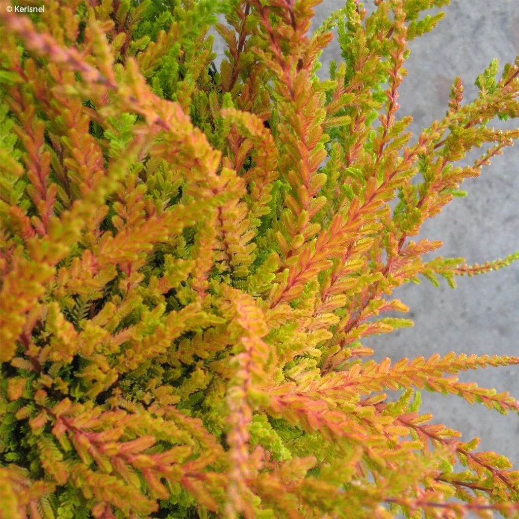Bruyère D'été - Calluna Vulgaris Wickwar Flame 3 Bruyère D'été - Calluna Vulgaris Wickwar Flame