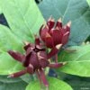 Calycanthus Michael Lindsay - Arbre Aux Anémones -Promos Jardin Bulbes Magasin Calycanthus Michael Lindsay Arbre aux anemones IF copyright 18028 1