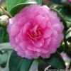 Camélia D'automne - Camellia Sasanqua Interlude -Promos Jardin Bulbes Magasin Camelia Interlude 7986 1