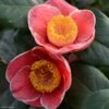 Camelia Sanpei Tsubaki - Camellia Japonica 2 Camelia Sanpei Tsubaki - Camellia Japonica -Promos Jardin Bulbes Magasin Camelia Sanpei Tsubaki 85282 1