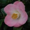 Camélia Sunny Side - Camellia Japonica -Promos Jardin Bulbes Magasin Camelia Sunny Side 85523 1