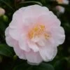 Camélia Virginia Robinson - Camellia Japonica -Promos Jardin Bulbes Magasin Camelia Virginia Robinson 85520 1