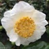 Camelia Fuji - Camellia Japonica De Higo -Promos Jardin Bulbes Magasin Camellia Fuji 85277 1