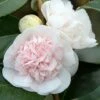 Camélia Marie-Galante - Camellia Japonica -Promos Jardin Bulbes Magasin Camellia Marie Galante IF 17345 1