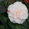 Camélia Stacy Susan - Camellia Japonica -Promos Jardin Bulbes Magasin Camellia Stacy Susan IF 166410 1
