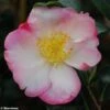 Camélia D'automne - Camellia Sasanqua Gay Border -Promos Jardin Bulbes Magasin Camellia gay border 782023 1