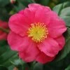 Camélia D'automne - Camellia Sasanqua Sekiyo -Promos Jardin Bulbes Magasin Camellia sasanqua Sekiyo 85526 1