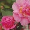 Camélia D Automne - Camellia Sasanqua Showa No Sakae -Promos Jardin Bulbes Magasin Camellia sasanqua Showa no Sakae 7977 1