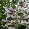 Cardiocrinum Giganteum - Lis Géant De L'Himalaya -Promos Jardin Bulbes Magasin Cardiocrinum giganteum 82943 1