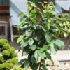 Carpinus Betulus Fastigiata Monument - Charme Commun Fastigié -Promos Jardin Bulbes Magasin Carpinus betulus Fastigiata Monument Charme commun fastigie IF 19003 1