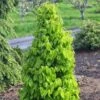 Carpinus Betulus Monumentalis - Charme Commun -Promos Jardin Bulbes Magasin Carpinus betulus Monumentalis Charme commun V 1004271 1