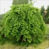Carpinus Betulus Pendula - Charme Commun Pleureur -Promos Jardin Bulbes Magasin Carpinus betulus Pendula 87211 1