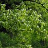 Carpinus Fangiana - Charme De Fang -Promos Jardin Bulbes Magasin Carpinus fangiana 0778002 1