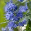 Caryopteris X Clandonensis Blauer Spatz (Oiseau Bleu) -Promos Jardin Bulbes Magasin Caryopteris x clandonensis Blauer Spatz Oiseau Bleu IF 17888 1