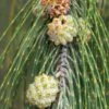 Casuarina Equisetifolia - Filao, Pin Australien 2 Casuarina Equisetifolia - Filao, Pin Australien -Promos Jardin Bulbes Magasin Casuarina equisetifolia Filao Pin australien copyright 18485 1