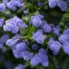 Céanothe Autumnal Blue -Promos Jardin Bulbes Magasin Ceanothe Autumnal Blue ceanothus copyright 876871 1