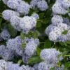 Céanothe Edinburgh 1 Céanothe Edinburgh -Promos Jardin Bulbes Magasin Ceanothus Edinburgh 87737 1