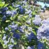 Céanothe Arboreus Trewithen Blue -Promos Jardin Bulbes Magasin Ceanothus arboreus trewithen blue ld Walllygrom 9508 1