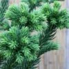 Cèdre Du Japon Dinger - Cryptomeria Japonica -Promos Jardin Bulbes Magasin Cedre du Japon Dinger Cryptomeria japonica IF 19062 1