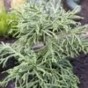 Cèdre Du Japon Spiralis - Cryptomeria Japonica -Promos Jardin Bulbes Magasin Cedre du Japon Spiralis Cryptomeria japonica IF 19063 1